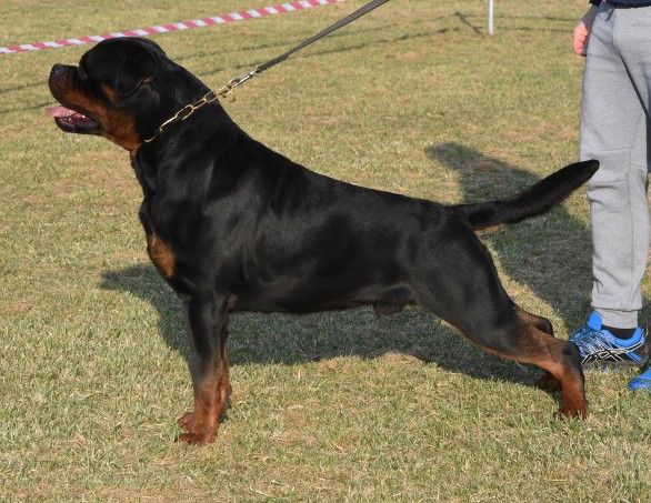 EMINEM VOM HAUSE EDELSTEIN ROTTWEILER MALE