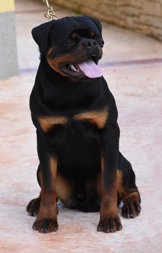 EMINEM VOM HAUSE EDELSTEIN ROTTWEILER MALE