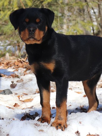 rottweiler puppy