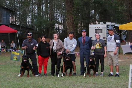 Rottweiler youth male