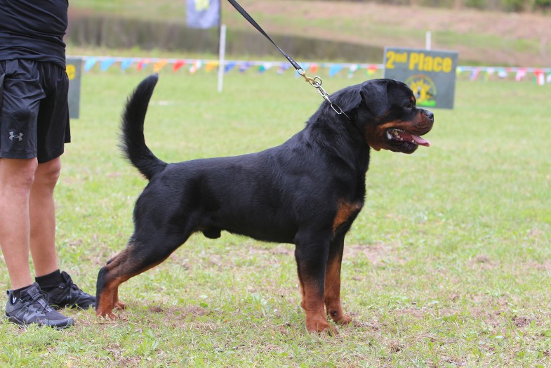 rottweiler URKA show male