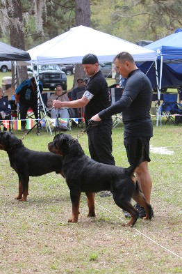 Florida rottweiler show