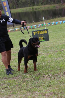 Rottweiler male URKA