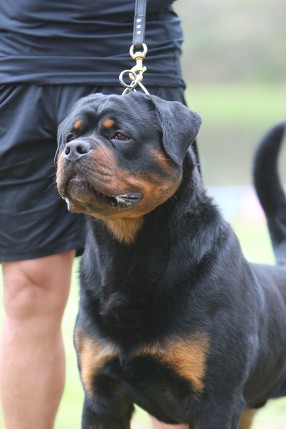 URKA sieger show Rottweiler male