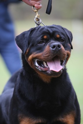 URKA sieger SE show Rottweiler