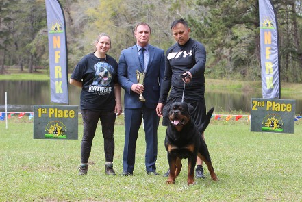 Rottweiler youth male
