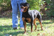 rottweiler female rottweiler female