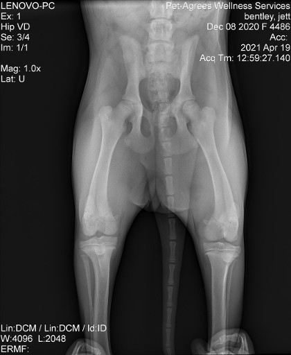 Hup excellent puppy x rays