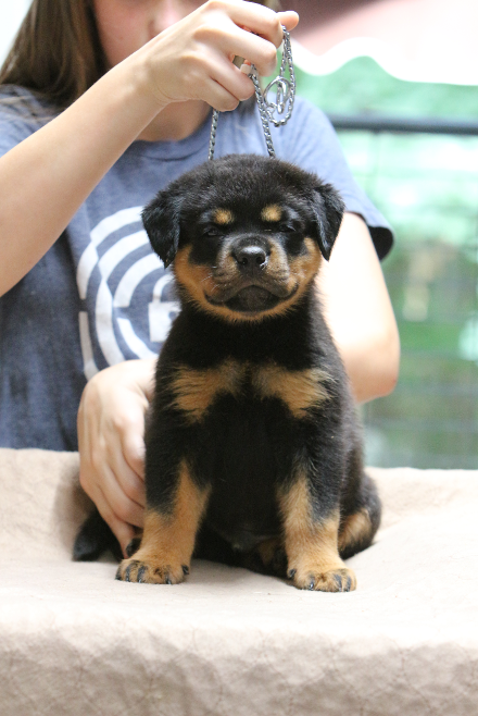 rottweiler puppy male