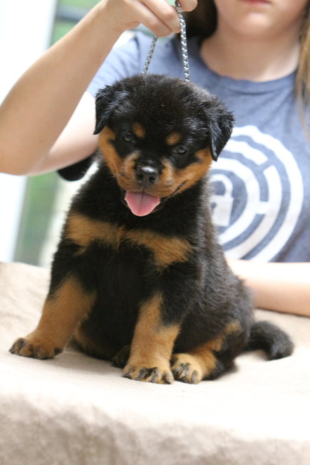 male puppy rottweiler