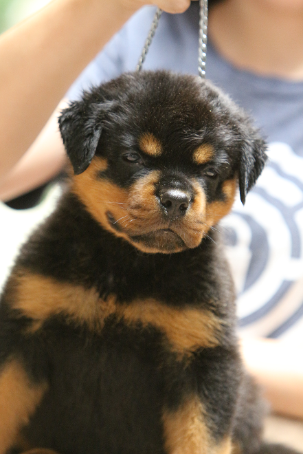 rottweiler puppy males