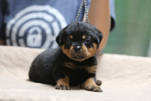 4 week rottweiler puppy