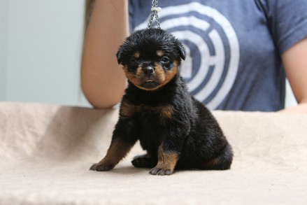 4 week rottweiler puppy