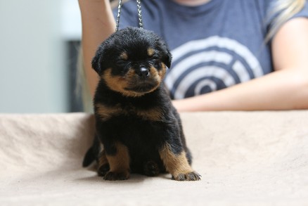 4 week rottweiler puppy