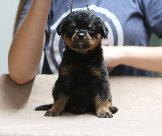 4 week rottweiler puppy