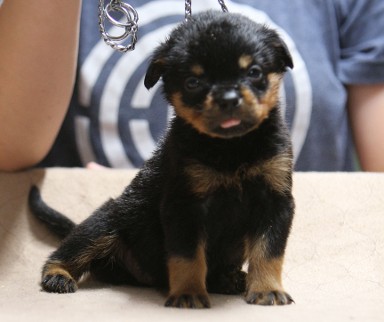 4 week rottweiler puppy