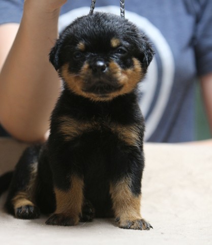4 week rottweiler puppy