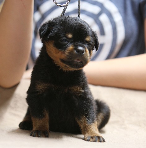 4 week rottweiler puppy