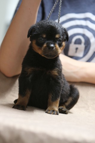 4 week rottweiler puppy