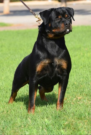 Kimba Rott Valencia Rottweiler Female
