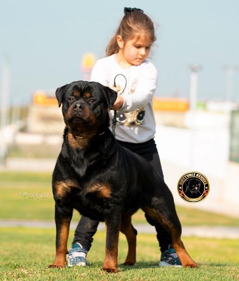 Kimba and ARIADNA rottweiler female