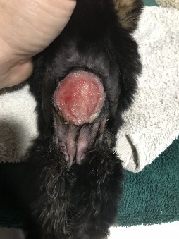canine belly wound