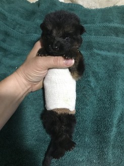 Bandage the wound