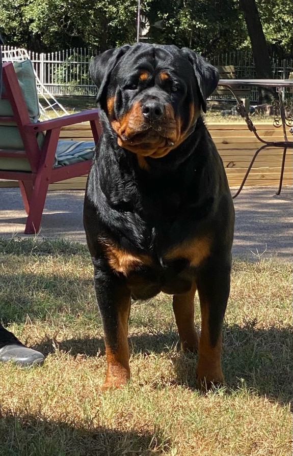 Rottweiler Predigree and Rottweiler Bloodlines