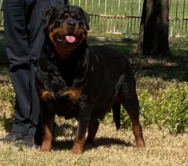 Rottweiler Predigree and Rottweiler Bloodlines