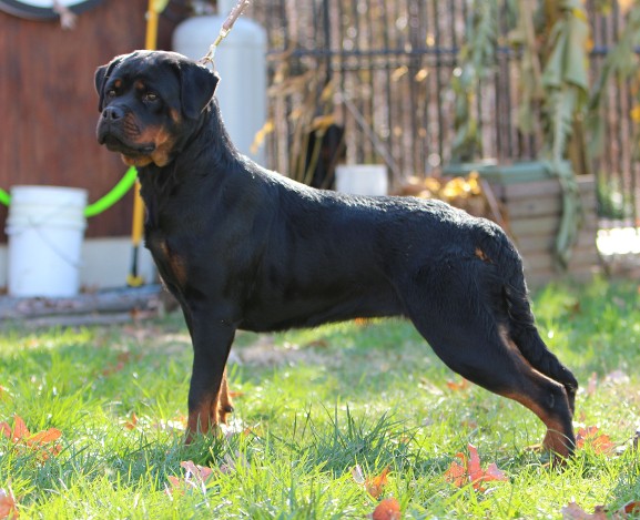 rottweiler female