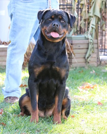 xolly golden shield rottweiler female