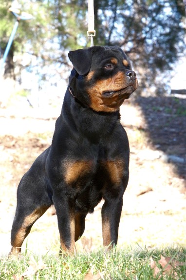 Ingenious rottweiler female