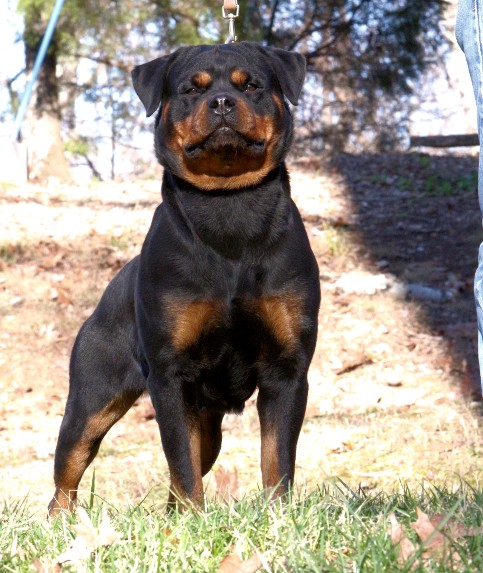 female german rottweiler