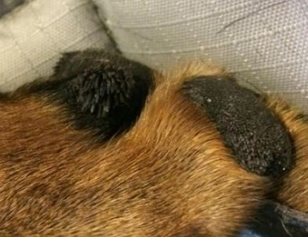 footpad hyperkeratosis