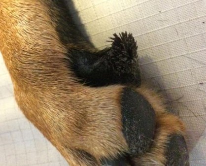 footpad hyperkeratosis