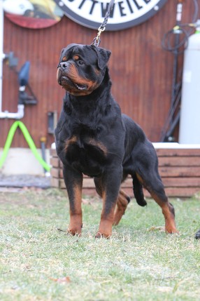 F1 rottweiler stud male michigan
