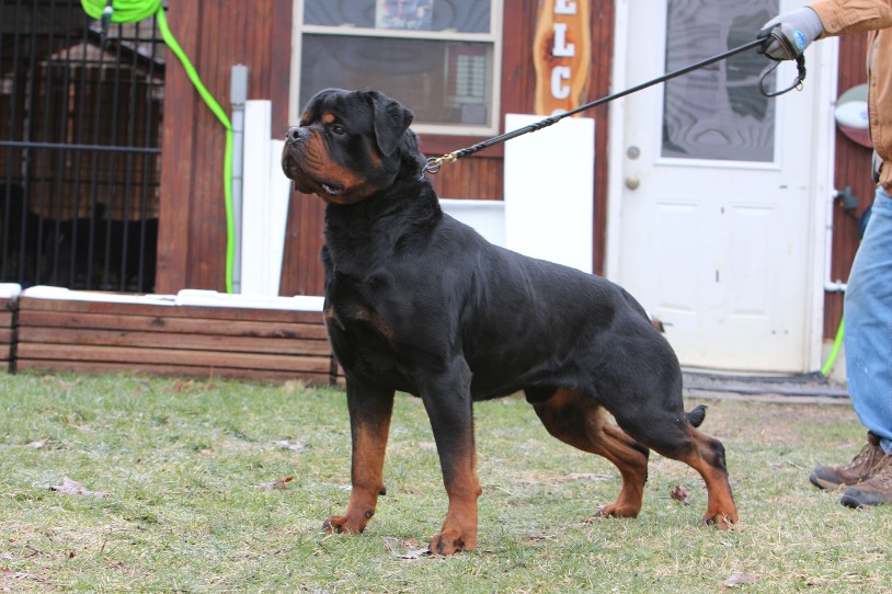 rottweiler stud male michigan