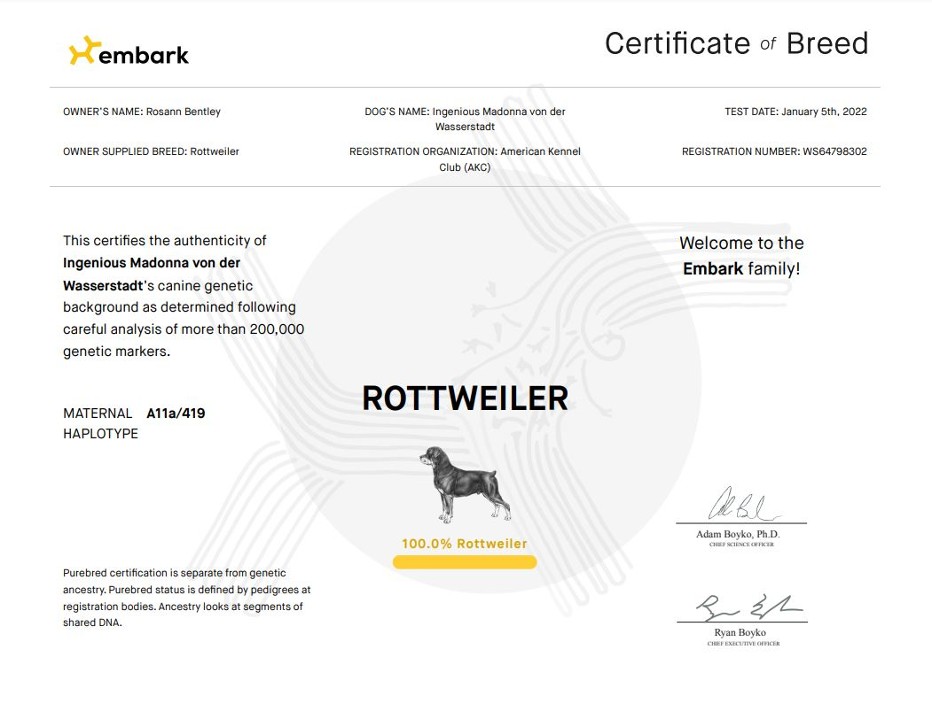 PUREBRED ROTTWEILER