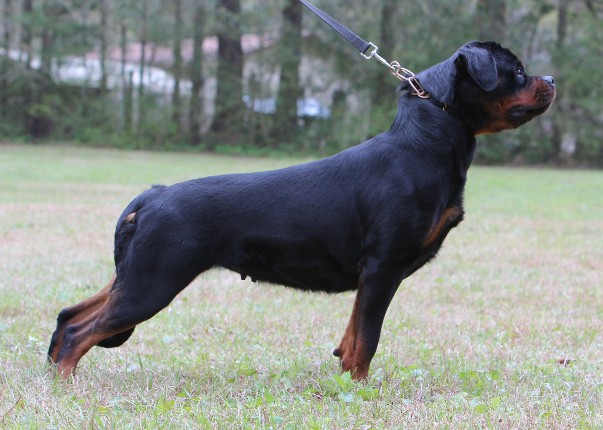 cali female rottweiler