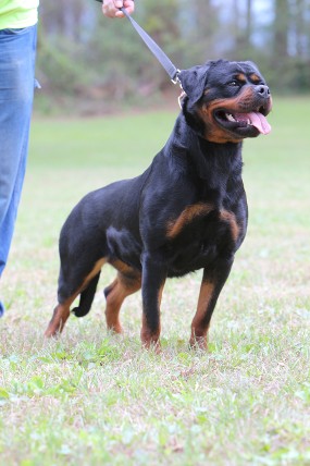 cali female rottweiler 