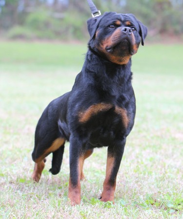 cali rottweiler female