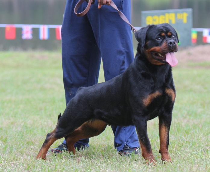 rottweiler female cali