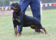 rottweiler female cali