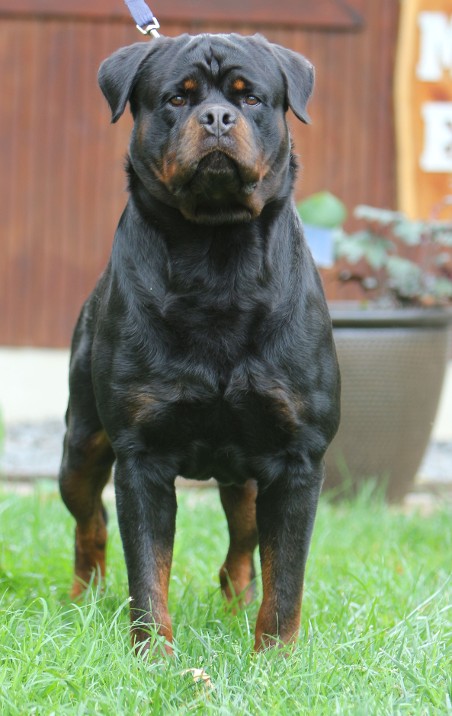 male rott for stud