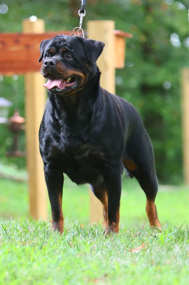 kimba rottweiler female spain