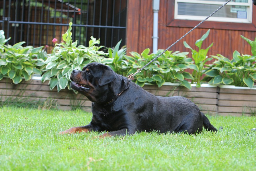 rottweiler stud in illinois