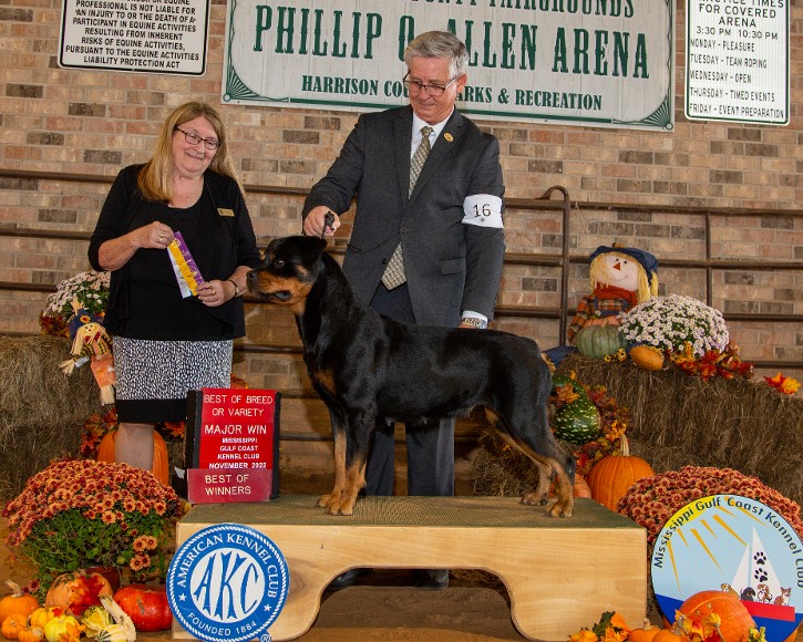 akc champion