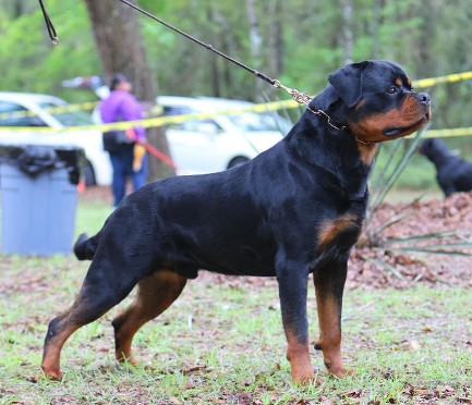 rottweiler italy odin delle abbadesse