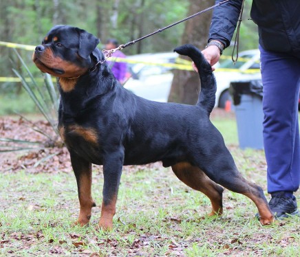 odin delle abbadesse rottweiler stud