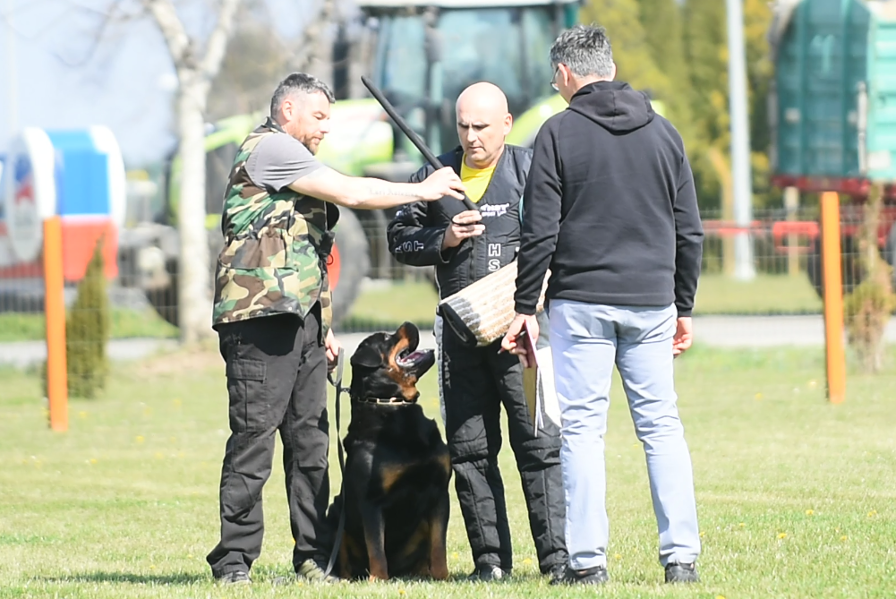 case von den auserwhalten rottweiler ztp